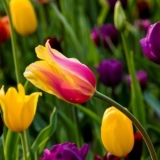 Kada saditi tulipane u jesen na uralu